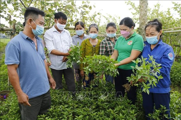 Hỏi-Đáp pháp luật: Phân cấp và quản lý thực hiện hỗ trợ phát triển sản xuất liên kết theo chuỗi giá trị